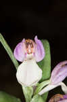 Showy orchis <BR>Showy orchid